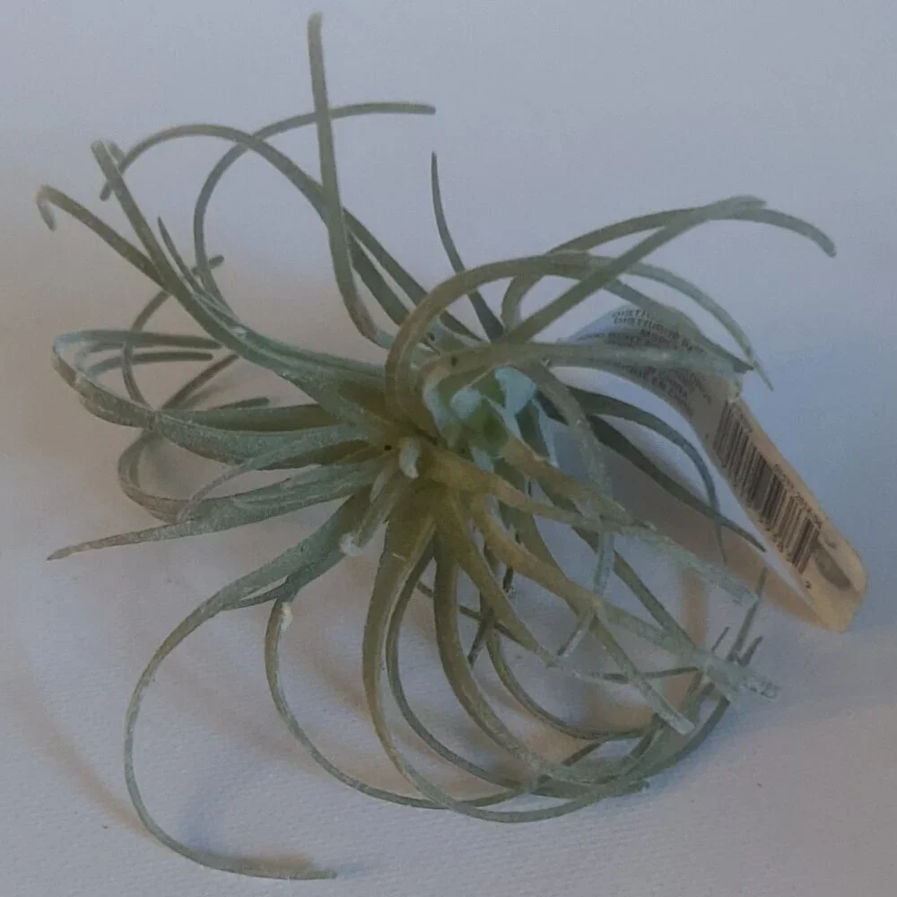 NWT Ashland 2 Spiky Tropical Cabbage Succulent Stems Faux Floral Decor Michael's